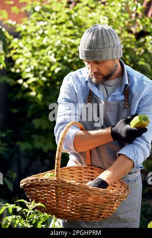 Glücklicher und positiver 40-45 Jahre alter professioneller Gärtner mit einem Korb im Garten erntet Obst und Gemüse. Stockfoto