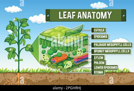 Darstellung des inneren Aufbaus des Blattdiagramms Stock Vektor