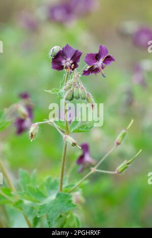 Geranium phaeum, Geranium phaeum trauernde Witwe, mehrjährig, tiefkastanienbraun, fast schwarze Blumen Stockfoto