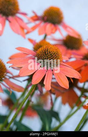 Echinacea Sombrero Adobe Orange, mehrjährige, leicht hängende Orangenröschen, die einen orange-braunen Mittelkegel umgeben Stockfoto