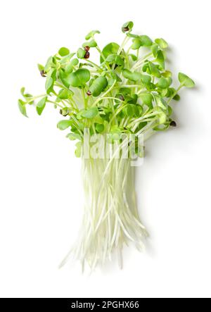 Ein Haufen frischer schwarzer Senf-Mikrogrüner, von oben. Junge Blätter, Sämlinge und Sprossen von Brassica nigra. Essbares Kraut, eine gesunde und würzige Garnierung. Stockfoto