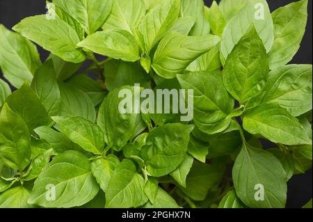 Frisches thailändisches Basilikum der Frühsaison, von oben. Grüne Blätter einer süßen Basilikumvariante, Ocimum basilicum var. Thyrsiflora, einheimisch in Südostasien. Stockfoto