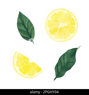 Aquarell botanische Darstellung von Zitronenblättern, Früchten und Blüten auf weißem Hintergrund. Illustration für Design, Grußkarten, Postkarten. Stockfoto