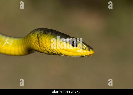 Grüne Baumschlange im Profil. Dendrelaphis punctulata Bundaberg Queensland Australien Stockfoto