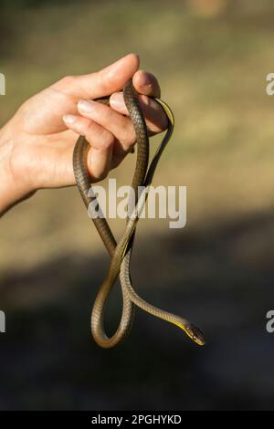 Junge grüne Baumschlange wird in der Hand einer jungen Frau gehalten..Bundaberg Queensland Australien. Stockfoto