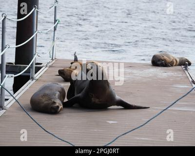 Eine Gruppe Seelöwen ruht friedlich auf einem hölzernen Dock. Stockfoto