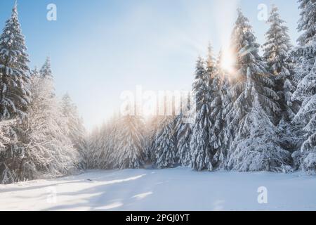 Atemberaubendes Wintermärchen in der Umgebung der Berge Lys, Beskydy, Tschechische Republik. Die Morgensonne erleuchtet den verschneiten Wald A Stockfoto