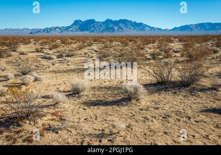Sandiger Boden, übersät mit hellgrauen Sträuchern und trockenen Büschen, erstreckt sich in Richtung einer niedrigen blauen Bergkette im Mojave National Preserve, Kalifornien. Stockfoto