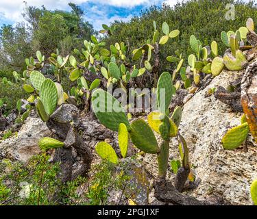 Mediterrane Vegetation mit Steineichen und Stachelbirnen im Vendicari-Naturschutzgebiet. Orientiertes Naturschutzgebiet von Vendicari, Sizilien Stockfoto