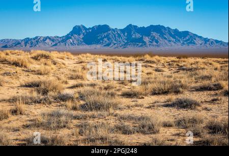 Büschel trockenen gelben Grases und Sand bedecken den Vordergrund, während eine gezackte blaue Bergkette den Horizont im Mojave National Preserve, Kalifornien, spannt Stockfoto