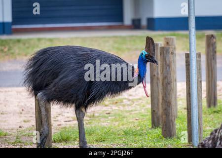 Southern Cassowary Walking auf dem Campingplatz von Etty Bay, Queensland, Australien. Stockfoto