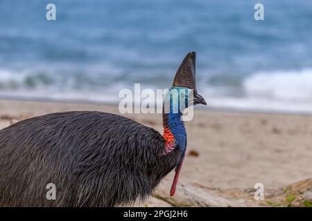 Southern Cassowary Walking am Strand von Etty Bay, Queensland, Australien Stockfoto