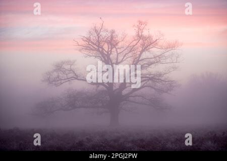 Ein Winterbaum im Nebel vor einem wunderschönen Morgenhimmel Stockfoto