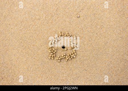 Kleine Sandbälle mit Krabben auf Mission Beach, Queensland, Australien. Stockfoto