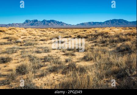 Büschel trockenes Gras und niedriger Busch bedecken eine weite goldene Ebene, die sich bis zu einer blauen gezackten Bergkette im Mojave National Preserve, Kalifornien, erstreckt. Stockfoto