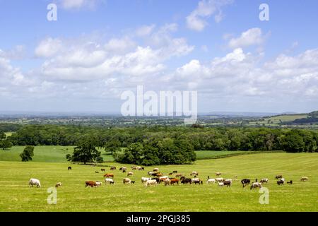Eine Herde Kühe weidet auf einem Feld im Blackmore Vale, North Dorset, England an einem sonnigen Sommertag Stockfoto
