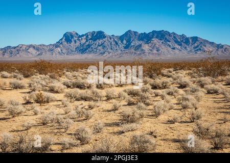 Niedrige silberne und braune Sträucher erstrecken sich über eine weite sandige Ebene unter einem scharfen blauen Gebirgszug im Mojave National Preserve, Kalifornien. Stockfoto