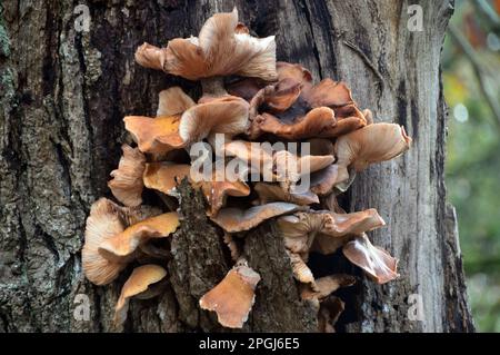 „Panellus Stipticus“-Pilze (Bitter Oyster), die auf einem toten Milchbaum im Naturschutzgebiet Grubbins Wood Cumbria Wildlife Trust bei Arnside wachsen. UK. Stockfoto