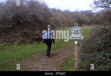 „Lone Woman“ (Hiker) führt am National Trust vorbei und betreibt das Heathwaite Nature Reserve in der Nähe von Arnside Knott, Arnside, Cumbria, England, Großbritannien. Stockfoto