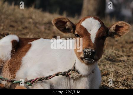 Ein weißes und braunes, indisches Kalb, das von einem Ropebullkalb gebunden ist Stockfoto