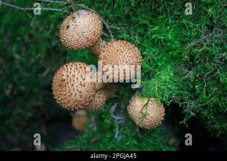 Eine dicht gepackte Gruppe gelber Pilze (Shaggy Pholiota) wächst auf einem alten Baumstamm. Stockfoto