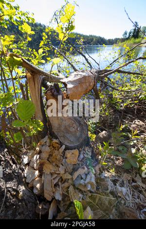 Eurasischer Biber, europäischer Biber (Castor Fiber), Esspuren eines Bibers an einem Baumstamm, genagter Baum, Skandinavien Stockfoto