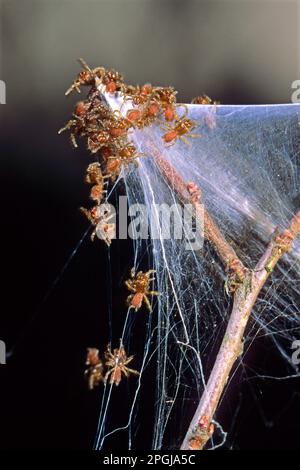 Mygalomorph-Spinne (Atypus piceus), Jugendliche im Netz, Deutschland Stockfoto