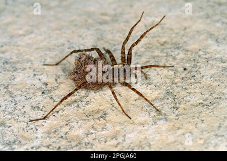 wolfsspinne, Erdspinne (Pardosa lugubris), weiblich mit Jugendlichen auf dem Rücken, Deutschland Stockfoto