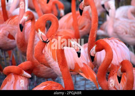 Chilenischer Flamingo (Phoenicopterus chilensis), amerikanischer Flamingos, Phoenicopterus ruber ruber, im Zoo, 2 Stockfoto