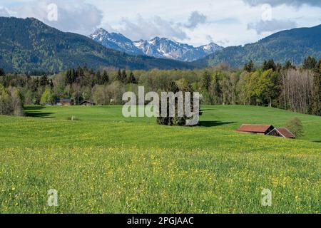 Blick auf die Ammergaualpen im Frühling, Deutschland, Bayern Stockfoto