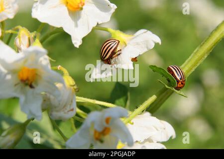 Colorado Potato Beetle, Colorado Beetle, Potato Beetle (Leptinotarsa decemlineata), auf Kartoffelblumen Stockfoto