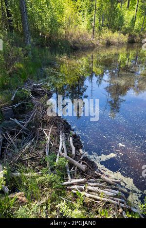 Der eurasische Biber, der europäische Biber (Castor Fiber), dammte einen Bach mit Zweigen, Ästen und Schlamm, den Biberdamm, Skandinavien Stockfoto