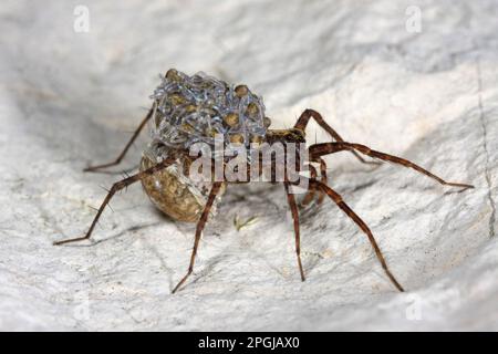 wolfsspinne, Erdspinne (Pardosa lugubris), weiblich mit Jugendlichen auf dem Rücken, Deutschland Stockfoto