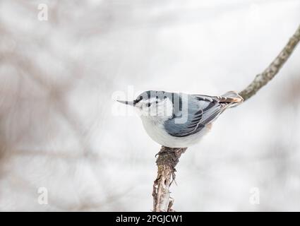 White-Breasted Kleiber thront auf einem Zweig im Winter in Ottawa, Kanada Stockfoto