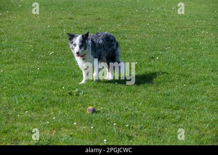 Blue Merle grenzt an Collie im Freien mit einem Tennisball in der Frühlingssonne Stockfoto