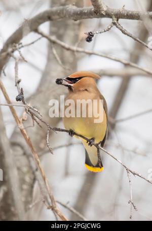 Ein einsamer Cedar Waxwing mit einer Beere hoch oben auf einem Zweig in einem kanadischen Winter Stockfoto