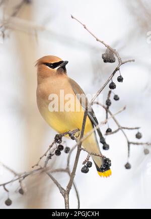 Ein einsamer Cedar Waxwing hockte in einem kanadischen Winter auf einem Ast Stockfoto