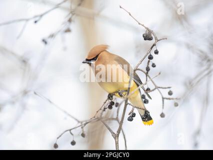 Ein einsamer Cedar Waxwing hockte in einem kanadischen Winter auf einem Ast Stockfoto