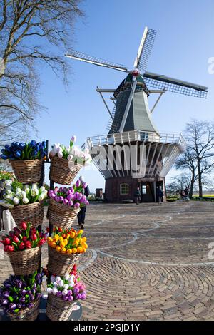 Amsterdam, Niederlande. 23. März 2023. Die jährliche Eröffnung des Keukenhof-Gartens hat begonnen, mit Frühlingszwiebeln wie Narzissen, Narzissen, Krokusse, Iris und den ersten Tulpen. Obwohl der Name „Küchengarten“ bedeutet, enthält er 7 Millionen Frühlingszwiebeln in formellen Gärten mit Kanälen, einer Windmühle, einem See und offenen Wäldern. Es ist bis zum 14. Mai 2023 geöffnet. Kredit: Anna Watson/Alamy Live News Stockfoto