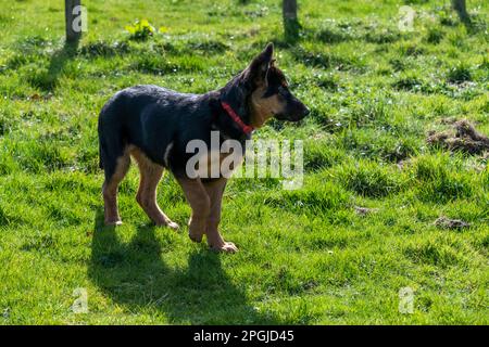 Süßer kleiner schwarzer und hellbrauner deutscher Schäferhund draußen in der Sonne Stockfoto