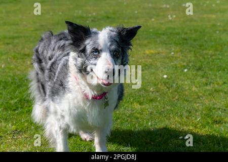 Porträt einer erwachsenen Blue Merle Border Collie im Freien in der Sonne Stockfoto