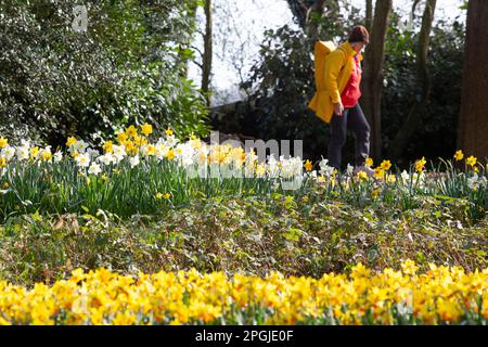 Amsterdam, Niederlande. 23. März 2023. Die jährliche Eröffnung des Keukenhof-Gartens hat begonnen, mit Frühlingszwiebeln wie Narzissen, Narzissen, Krokusse, Iris und den ersten Tulpen. Obwohl der Name „Küchengarten“ bedeutet, enthält er 7 Millionen Frühlingszwiebeln in formellen Gärten mit Kanälen, einer Windmühle, einem See und offenen Wäldern. Es ist bis zum 14. Mai 2023 geöffnet. Kredit: Anna Watson/Alamy Live News Stockfoto