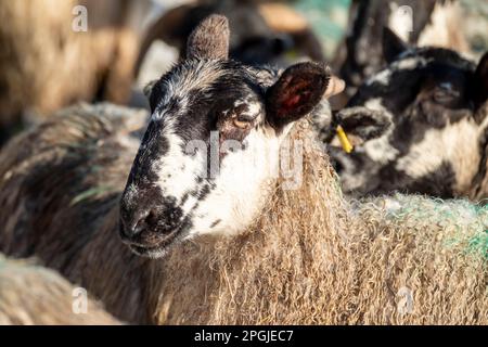 Schaf von Blackface im Schnee in Irland. Stockfoto