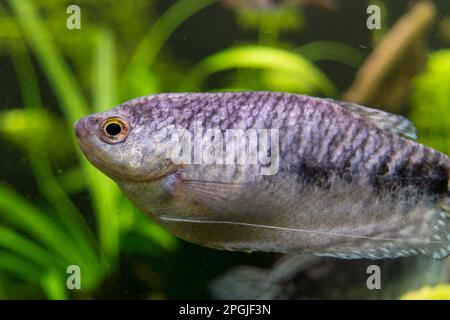 Blick auf ein marmoriertes Gourami-Aquarium in Nahaufnahme Stockfoto