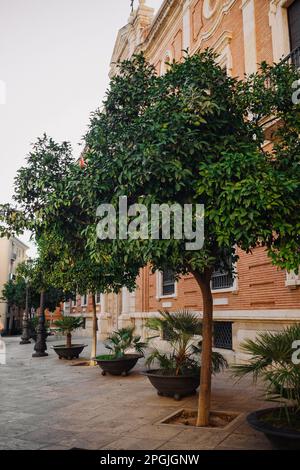 Nahaufnahme des Orangenbaums mit vielen Früchten im Vorgarten des Wohngebäudes. Orangen wachsen auf einem Ast. Valencia, Spanien Stockfoto