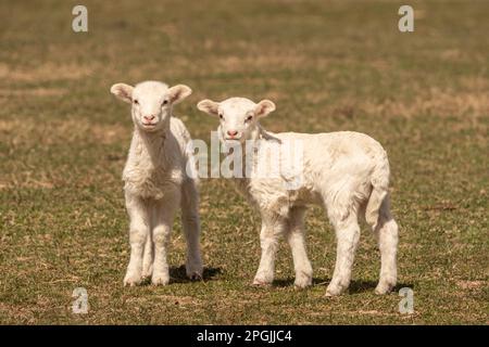 Nahaufnahme eines jungen Lämmers im Freien in der Frühlingsweide Stockfoto