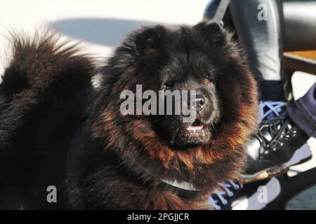 Ein Chow-Chow-Hund in Italien Stockfoto