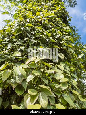 Schwarzer Pfeffer, der in Hoa Dong in der Nähe von Buon Ma Thuot in Vietnams zentralen Highlands auf Pfefferreben wächst. Stockfoto