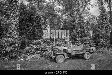 Ein ausgetretener selbstgemachter Truck steht neben Pfeffer- und Kaffeebäumen, die in Hoa Dong in der Nähe von Buon Ma Thuot im zentralen Hochland Vietnams wachsen. Stockfoto