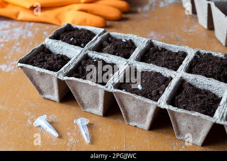 Petunien- und Surfiniasamen in Kapseln mit Torftöpfen mit Erde auf einem schmutzigen braunen Gartentisch mit Kratzern. Orangefarbene Gummihandschuhe auf dem Hintergrund. Hobb Stockfoto